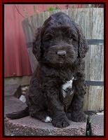 London Trace pups 5 wks old 121