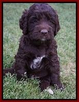 London Trace pups 5 wks old 21100
