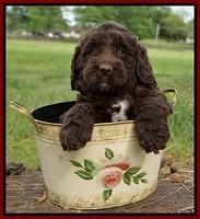 London Trace pups 6 wks old 191