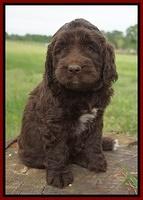 London Trace pups 6 wks old 221
