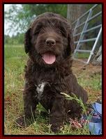 London Trace pups 6 wks old 321