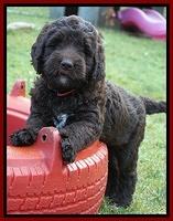 London Trace pups 7 wks old 221