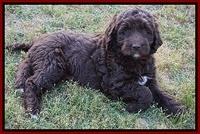 London Trace pups 7 wks old 231