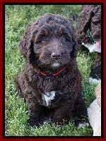 London Trace pups 7 wks old 241