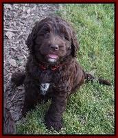 London Trace pups 7 wks old 261