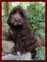London Trace pups 8 wks old 11