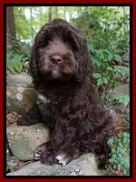 London Trace pups 8 wks old 21