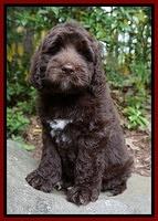 London Trace pups 8 wks old 41