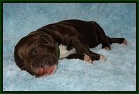 London Trace Newborn pups 161