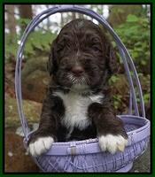 London Trace pups 3 wks old 251