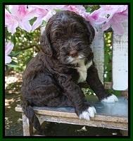 London Trace pups 4 wks old 221