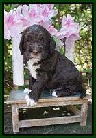 London Trace pups 4 wks old 231