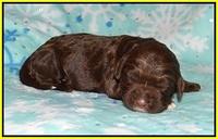 London Trace pups 1 wk old 131