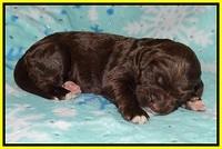 London Trace pups 1 wk old 141