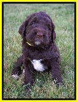 London Trace pups 5 wks old 161