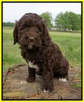 London Trace pups 6 wks old 271