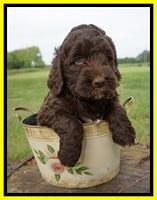 London Trace pups 6 wks old 291