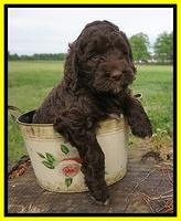 London Trace pups 6 wks old 301