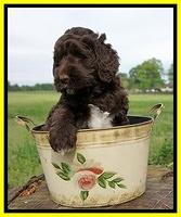 London Trace pups 6 wks old 311