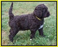London Trace pups 7 wks old 301