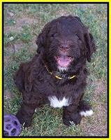 London Trace pups 7 wks old 321