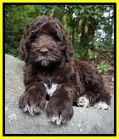 London Trace pups 8 wks old 111