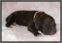 London Trace Newborn pups 191