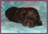 London Trace pups 1 wk old 151