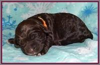 London Trace pups 1 wk old 161
