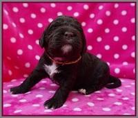 London Trace pups 2 wks old 141