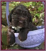 London Trace pups 3 wks old 341