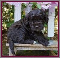 London Trace pups 4 wks old 291