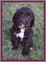 London Trace pups 7 wks old 341