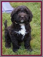 London Trace pups 7 wks old 371