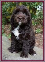 London Trace pups 8 wks old 51
