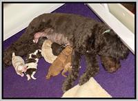 London Tucker pups 1 wk old 151