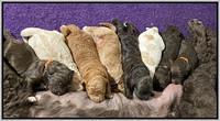 London Tucker pups 1 wk old 171
