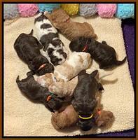 London Tucker pups 1 wk old 191