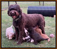 London Tucker pups 5 wk old 461