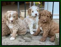 London Tucker pups 5 wk old 471