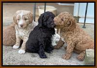 London Tucker pups 5 wk old 481