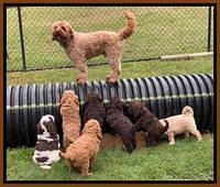 London Tucker pups 6 wk old 351