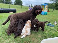 London Tucker pups 7 wks old 431