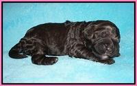 London Tucker pups 1 wk old 11