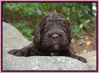 London Tucker pups 2 wk old 11