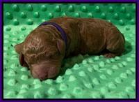 London Tucker Newborn puppies 161