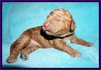 London Tucker pups 1 wk old 21