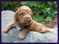 London Tucker pups 2 wk old 41