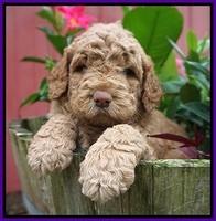London Tucker pups 4 wk old 61