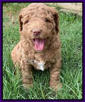 London Tucker pups 4 wk old 81